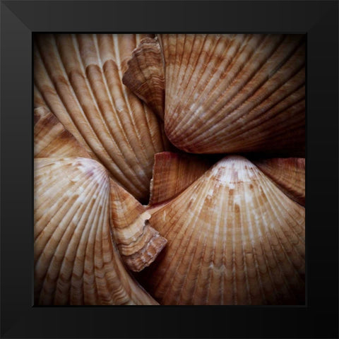 Macro Shells VI Black Modern Wood Framed Art Print by Perry, Rachel