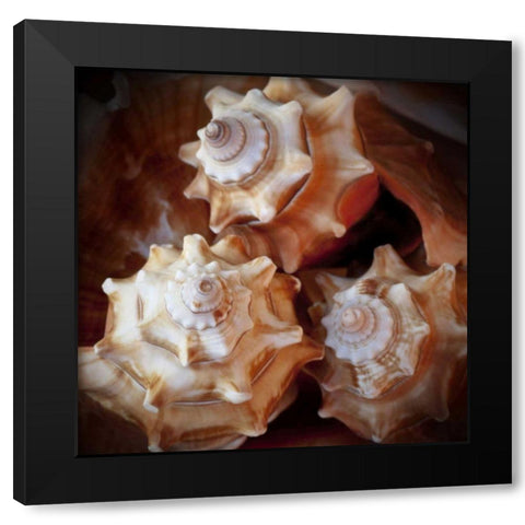 Macro Shells VII Black Modern Wood Framed Art Print by Perry, Rachel