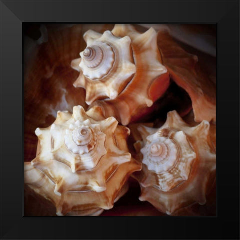 Macro Shells VII Black Modern Wood Framed Art Print by Perry, Rachel