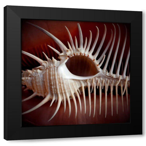 Macro Shells VIII Black Modern Wood Framed Art Print with Double Matting by Perry, Rachel