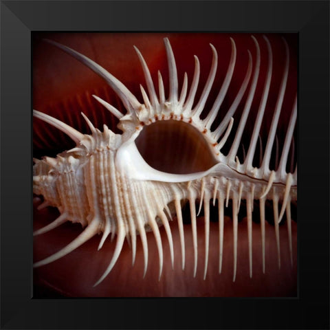 Macro Shells VIII Black Modern Wood Framed Art Print by Perry, Rachel