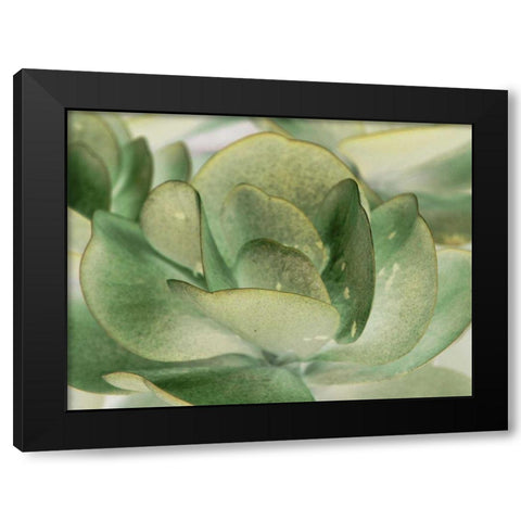 Petal I Black Modern Wood Framed Art Print with Double Matting by Ling, Tang