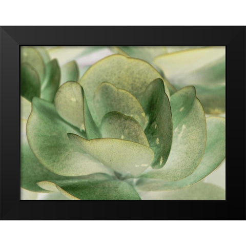 Petal I Black Modern Wood Framed Art Print by Ling, Tang