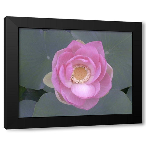 Blushing Lotus I Black Modern Wood Framed Art Print with Double Matting by Christensen, Jim
