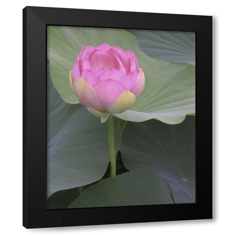 Blushing Lotus II Black Modern Wood Framed Art Print with Double Matting by Christensen, Jim