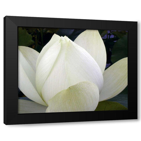 Delicate Lotus IV Black Modern Wood Framed Art Print with Double Matting by Christensen, Jim