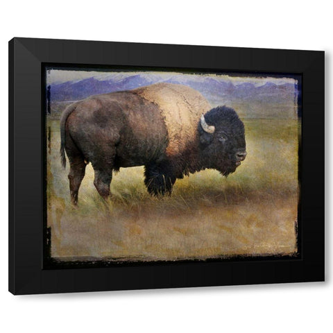 Bison Portrait II Black Modern Wood Framed Art Print by Vest, Chris