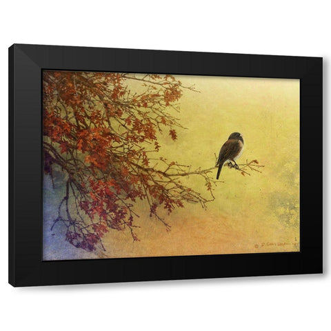 Snow Oak Junco Black Modern Wood Framed Art Print by Vest, Chris