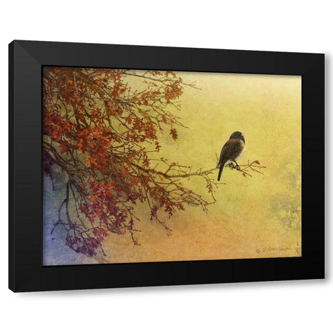 Custom Snow Oak Junco (ASH) Black Modern Wood Framed Art Print by Vest, Chris
