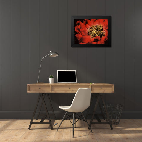 Red Peony I Black Modern Wood Framed Art Print by Zalewski, Christine