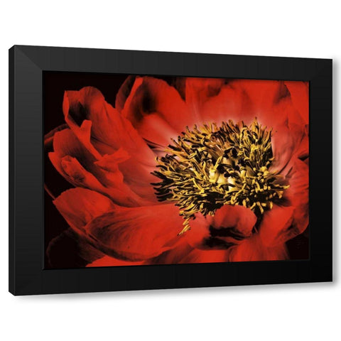 Red Peony I Black Modern Wood Framed Art Print by Zalewski, Christine