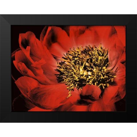 Red Peony I Black Modern Wood Framed Art Print by Zalewski, Christine