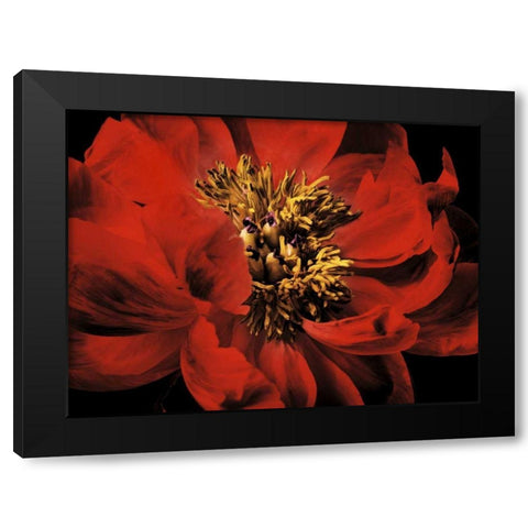 Red Peony II Black Modern Wood Framed Art Print by Zalewski, Christine