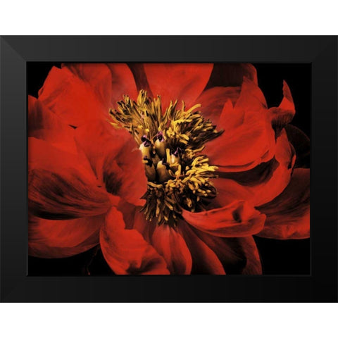 Red Peony II Black Modern Wood Framed Art Print by Zalewski, Christine