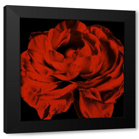 Red Ranunculus Black Modern Wood Framed Art Print by Zalewski, Christine