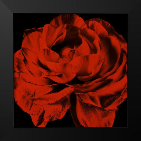 Red Ranunculus Black Modern Wood Framed Art Print by Zalewski, Christine