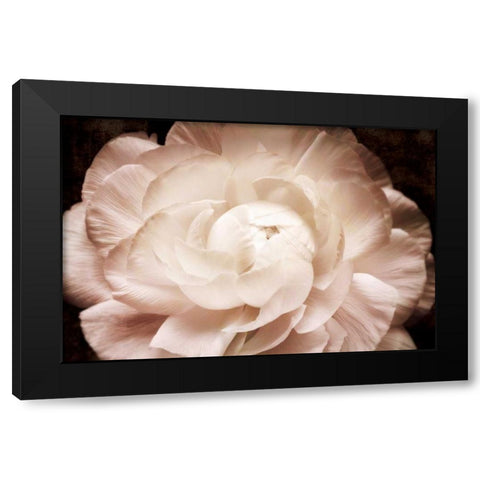 Elegant Ranunculus I Black Modern Wood Framed Art Print by Zalewski, Christine