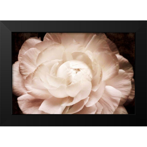 Elegant Ranunculus I Black Modern Wood Framed Art Print by Zalewski, Christine
