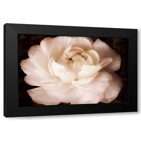 Elegant Ranunculus II Black Modern Wood Framed Art Print with Double Matting by Zalewski, Christine