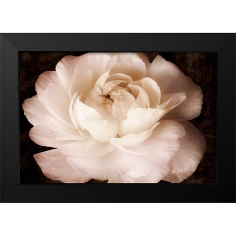 Elegant Ranunculus II Black Modern Wood Framed Art Print by Zalewski, Christine