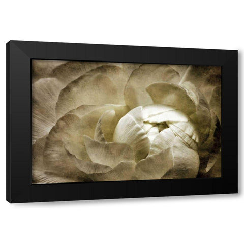 Elegant Peony II Black Modern Wood Framed Art Print with Double Matting by Zalewski, Christine