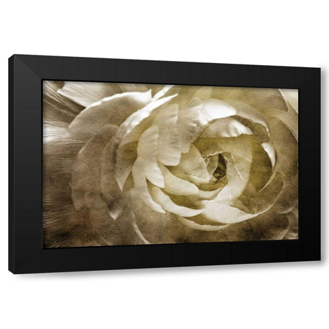 Elegant Peony III Black Modern Wood Framed Art Print with Double Matting by Zalewski, Christine
