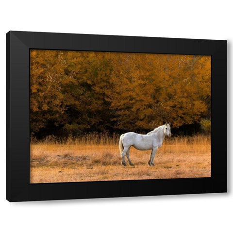 White Horse Black Modern Wood Framed Art Print with Double Matting by Chester, Colby