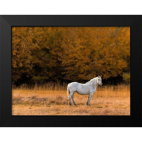 White Horse Black Modern Wood Framed Art Print by Chester, Colby