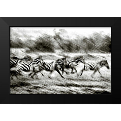 Stampeding Zebra Black Modern Wood Framed Art Print by Chester, Colby
