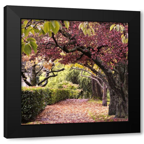 Arch of Trees Black Modern Wood Framed Art Print with Double Matting by Chester, Colby