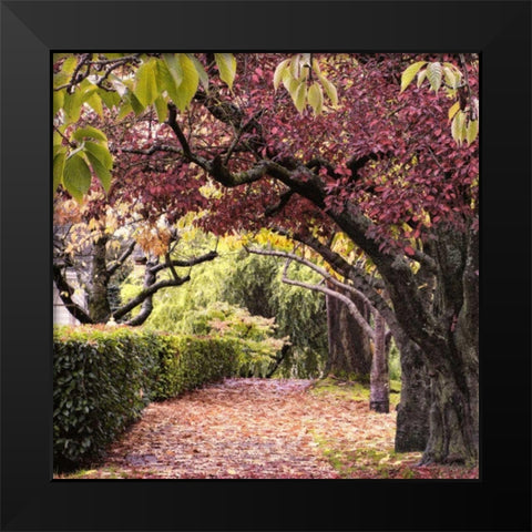 Arch of Trees Black Modern Wood Framed Art Print by Chester, Colby