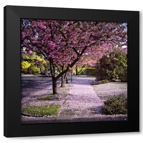 Fallen Petals Black Modern Wood Framed Art Print by Chester, Colby