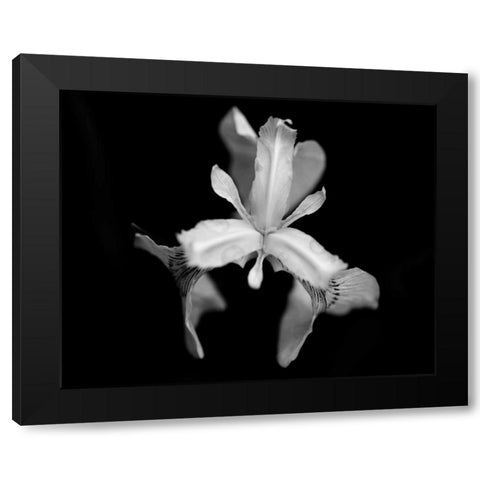 Poetry V Black Modern Wood Framed Art Print by Ling, Tang