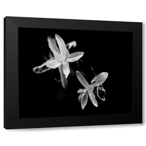 Poetry VI Black Modern Wood Framed Art Print with Double Matting by Ling, Tang