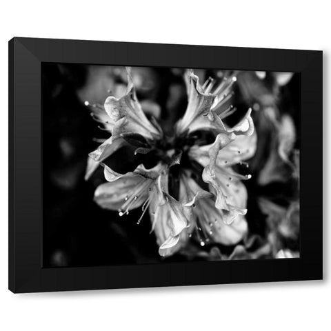 Poetry VII Black Modern Wood Framed Art Print with Double Matting by Ling, Tang