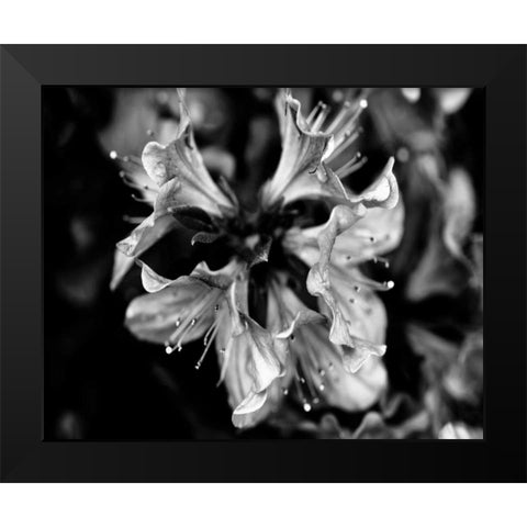 Poetry VII Black Modern Wood Framed Art Print by Ling, Tang