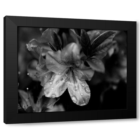 Poetry VIII Black Modern Wood Framed Art Print by Ling, Tang