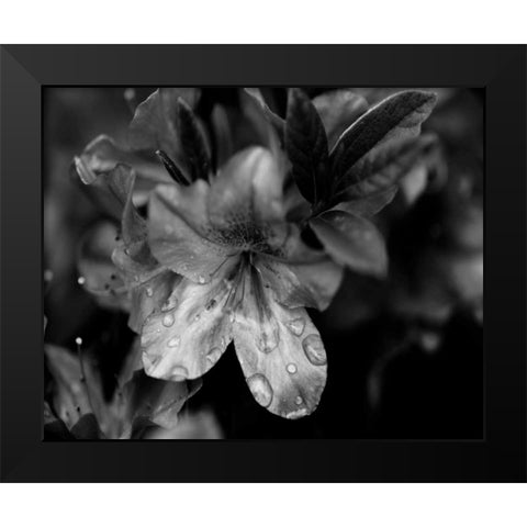 Poetry VIII Black Modern Wood Framed Art Print by Ling, Tang