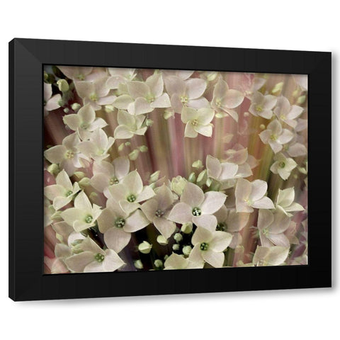 Soft Floral I Black Modern Wood Framed Art Print by Harrington, Danielle