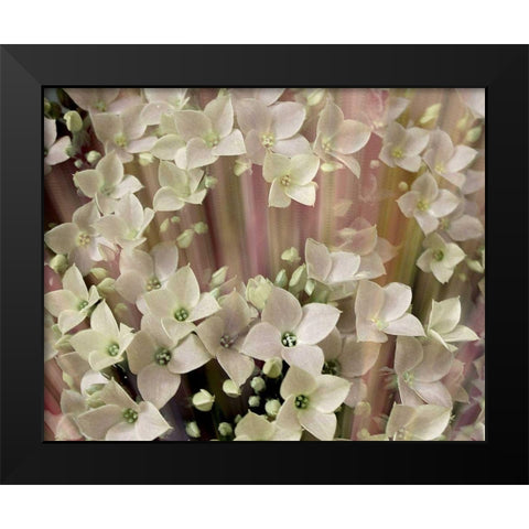 Soft Floral I Black Modern Wood Framed Art Print by Harrington, Danielle