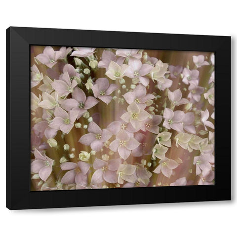 Soft Floral II Black Modern Wood Framed Art Print by Harrington, Danielle