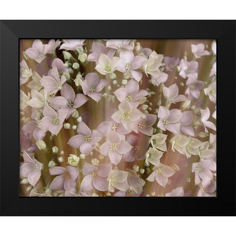 Soft Floral II Black Modern Wood Framed Art Print by Harrington, Danielle