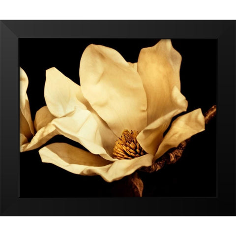 Buttercream Magnolia I Black Modern Wood Framed Art Print by Perry, Rachel