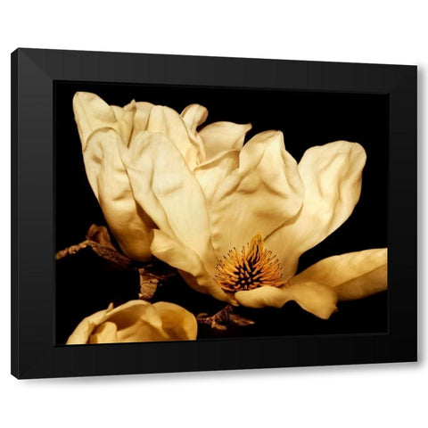 Buttercream Magnolia II Black Modern Wood Framed Art Print by Perry, Rachel