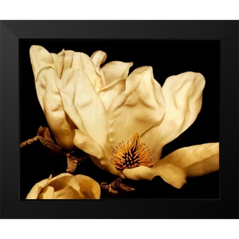 Buttercream Magnolia II Black Modern Wood Framed Art Print by Perry, Rachel
