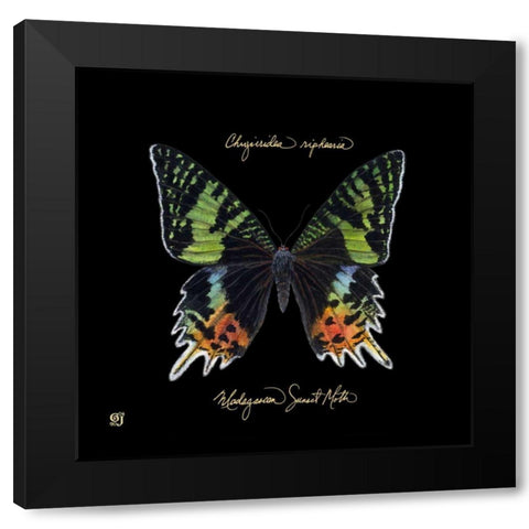 Striking Butterfly II Black Modern Wood Framed Art Print with Double Matting by Joyner, Ginny