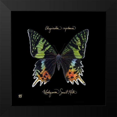 Striking Butterfly II Black Modern Wood Framed Art Print by Joyner, Ginny