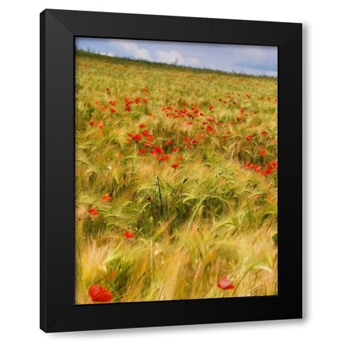 Poppies in Field I Black Modern Wood Framed Art Print by Chester, Colby
