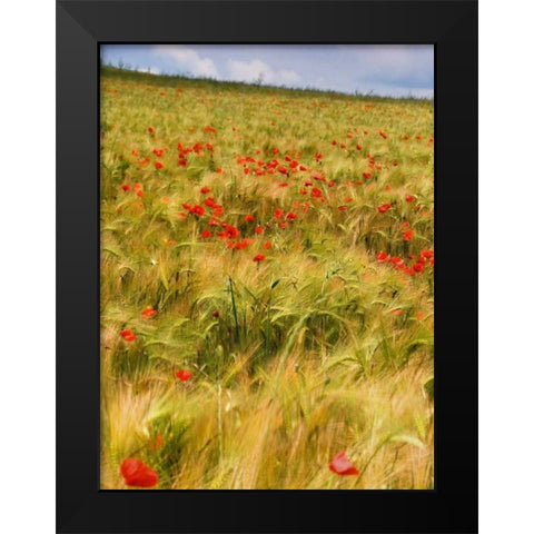 Poppies in Field I Black Modern Wood Framed Art Print by Chester, Colby