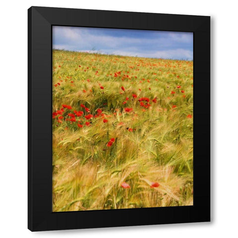 Poppies in Field II Black Modern Wood Framed Art Print by Chester, Colby